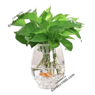 Cây trầu bà thái xanh thủy sinh - Cây để bàn tuổi thọ cao, bền đẹp - Garden1900