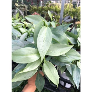 Cây trầu bà kiếm bạc-Philodendron hastatum
