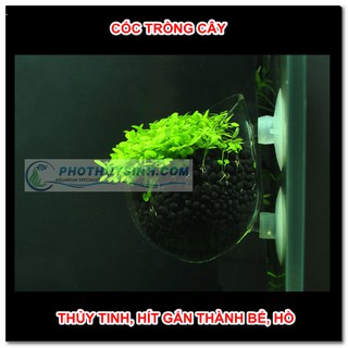 Cốc trồng cây