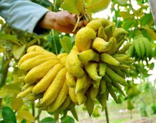 Cây phật thủ