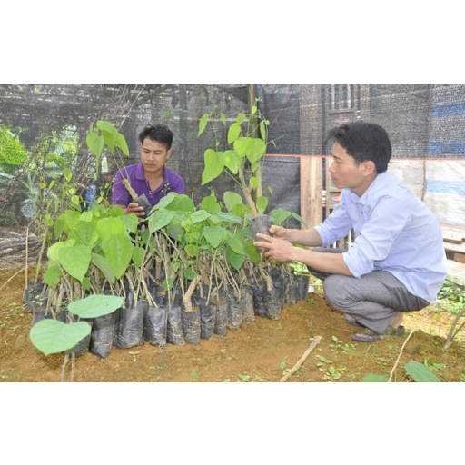 Combo 2 Cây Giống Rau Bò Khai Trường ĐH Nông Nghiệp