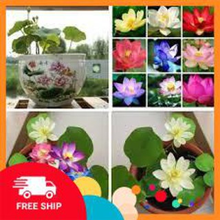 Gói 8 hạt giống sen nhật mini nhiều màu