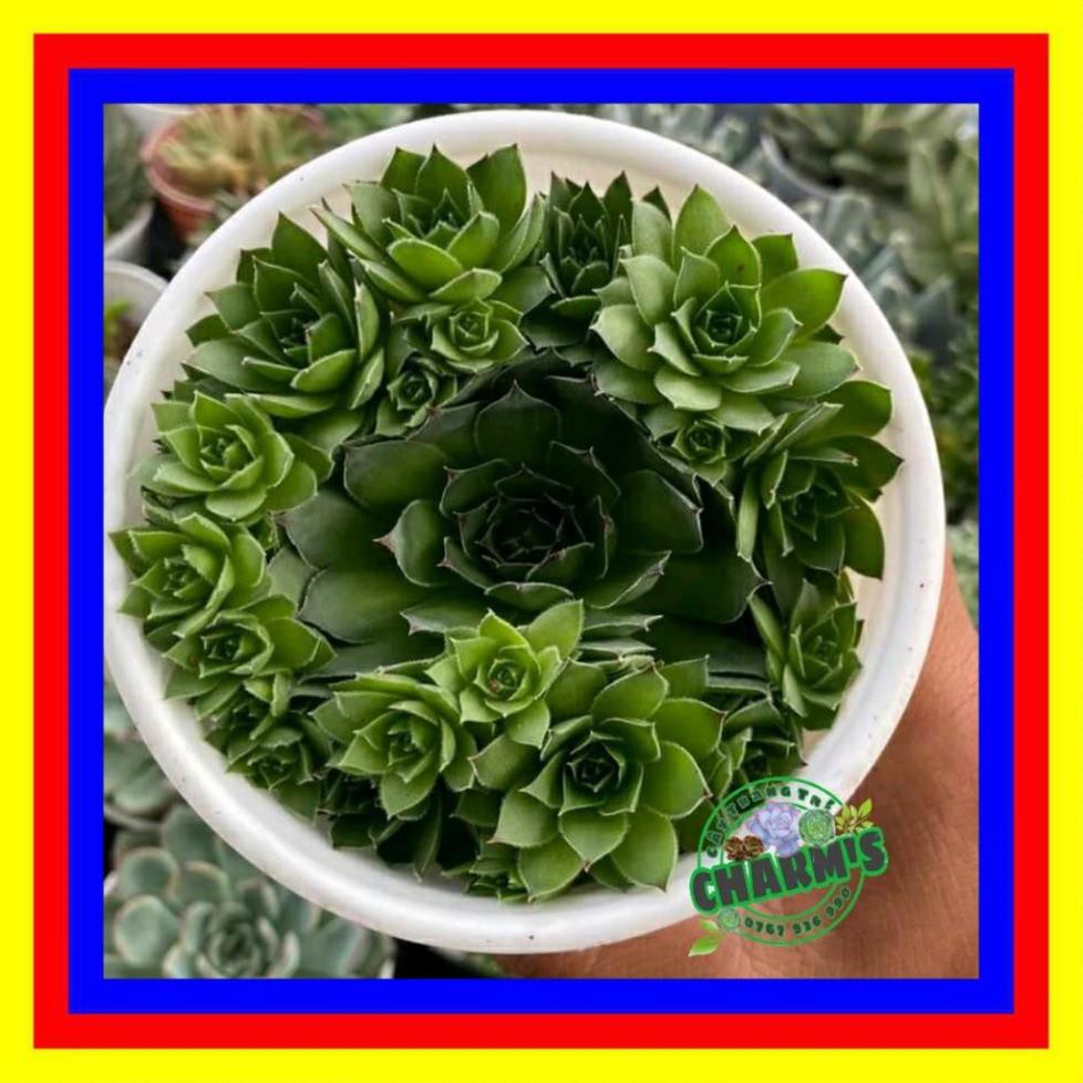- SEN ĐÁ PHẬT BÀ - SEN PHẬT BÀ BỤI SIZE TO NHIỀU CÂY - HƯ 1 ĐỔI 1