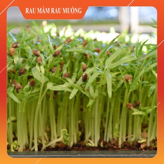 Hạt Giống Rau Mầm Rau Muống thu hoạch sau 7 ngày