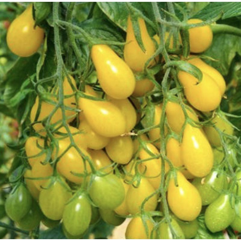 Hạt giống cà chua bi quả lê vàng rất sai quả, dễ trồng hơn 30 hạt