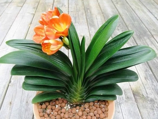 cây LAN QUÂN TỬ siêu lùn  rễ trần, CÂY PHONG THỦY hoa đẹp, nhiều mặt hoa, cây y hình