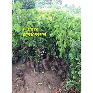 Cây nhãn ghép hương chi, muộn, siêu ngọt