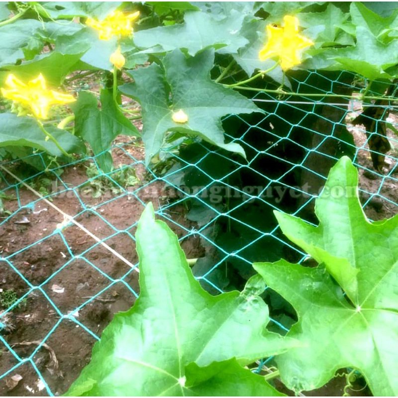 Lưới Leo Làm Giàn  Cho Bầu Bí Mướp