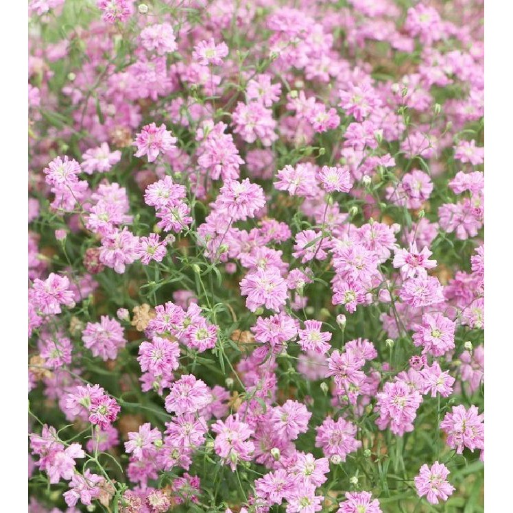 Hạt giống hoa baby trắng hồng mix màu - 100 hạt