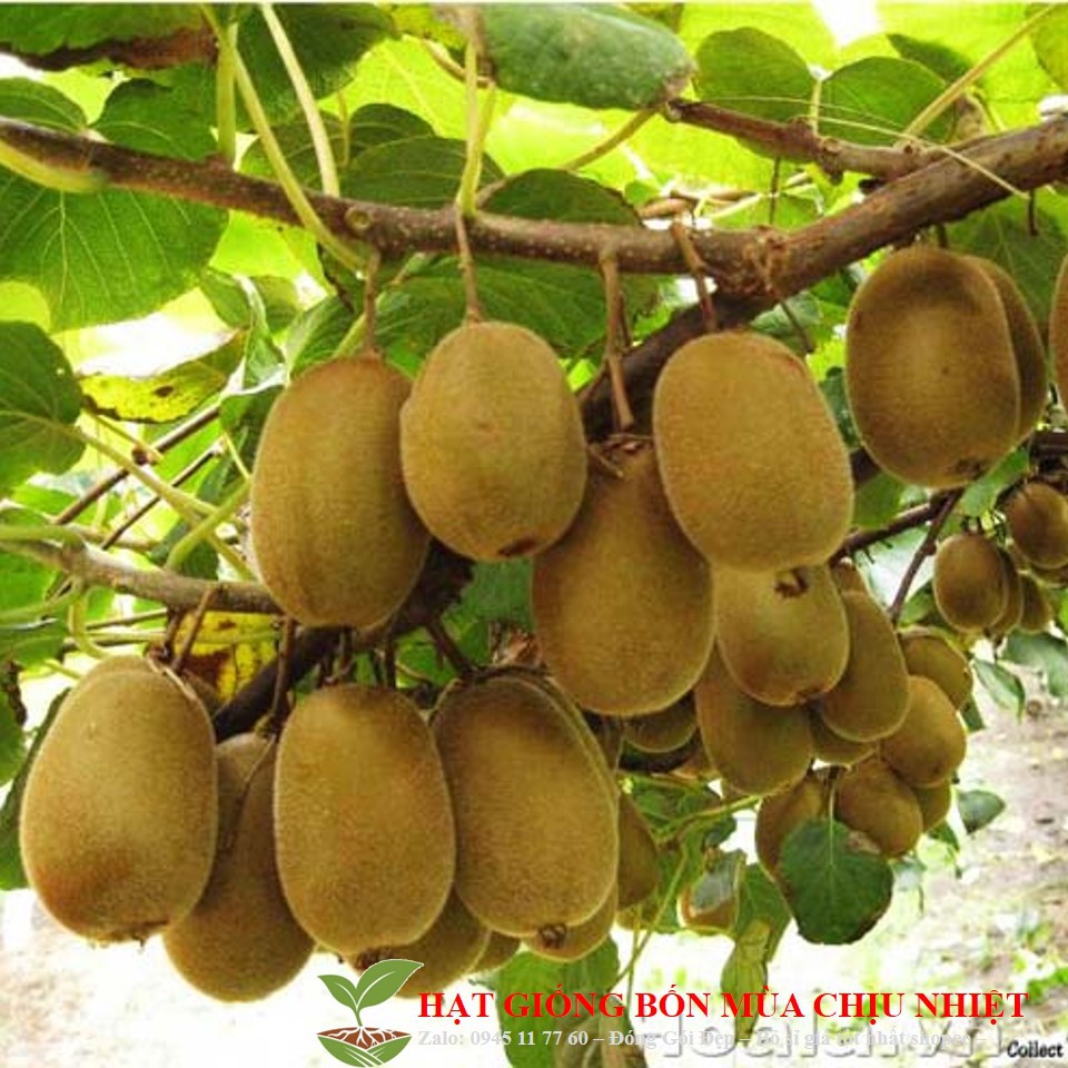 Hạt Giống Qủa Kiwi (20 Hạt) - Giàu Vitamin,Bổ Dưỡng,Tốt cho da