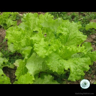 1KG Hạt Giống Xà Lách Dún Vàng (| Z23*V54)