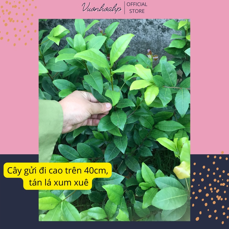 Cây mai tứ quý giống cao trên 40cm, hoa vàng 5 cánh.