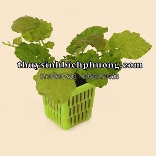 RAU MÁ NHẬT - CÂY THỦY SINH CẮM NỀN BUỘC LŨA DÁN ĐÁ SIÊU ĐẸP PHÁT TRIỂN CHẬM KHÔNG PHÁ BỐ CỤC