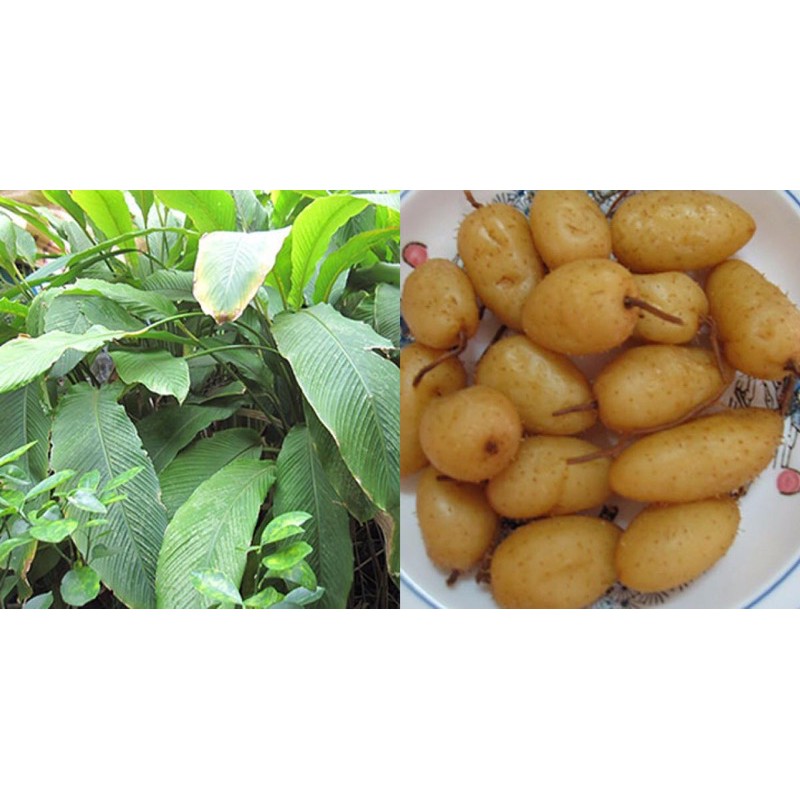 Cây củ lùn 25k/ 1 cặp.