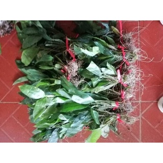 Hoa Lan kiều dẹt( bó 10 thân) HOA TẾT kèm phân