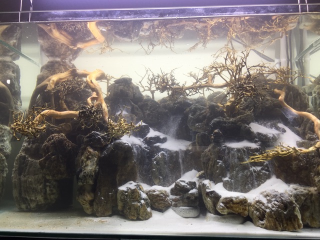 ☘️Bố cục đá chơi bể cá thủy sinh☘️