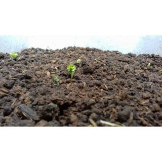 5 KG đất trồng cây hữu cơ