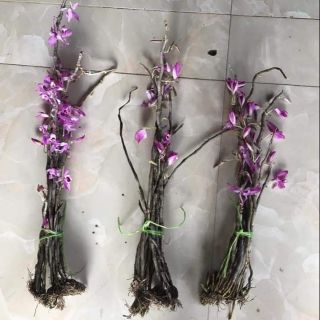 Kèn tím rừng. Chuẩn rừng