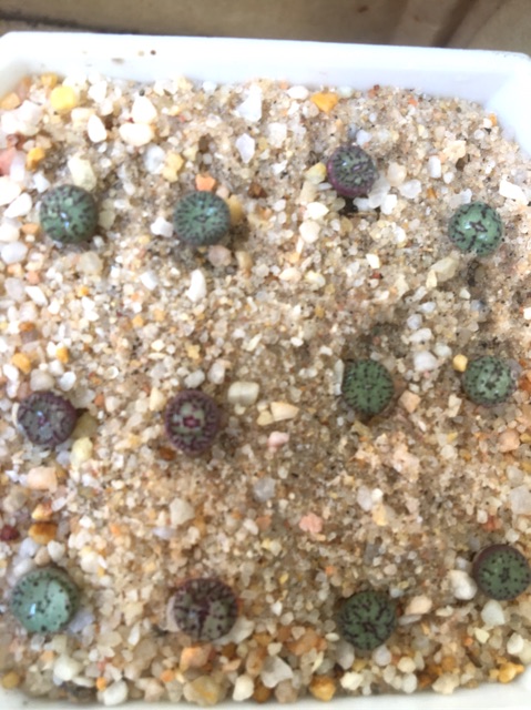 Cây conophytum obcordellum