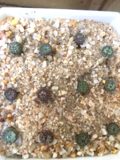 Cây conophytum obcordellum