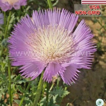 50h Hạt Giống Hoa Cúc Nhung, Cúc Vương Miệng Sultan (C3.202| B25*V74)