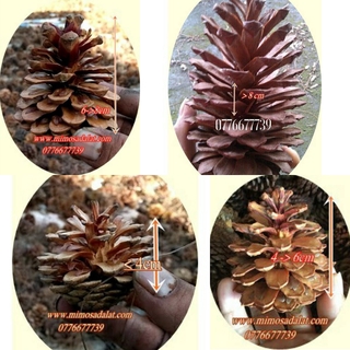 Quả thông khô, combo 3kg ba loại trái thông Lớn, Trung và nhỏ, Set 3 loại tầm 150 đến 180 quả