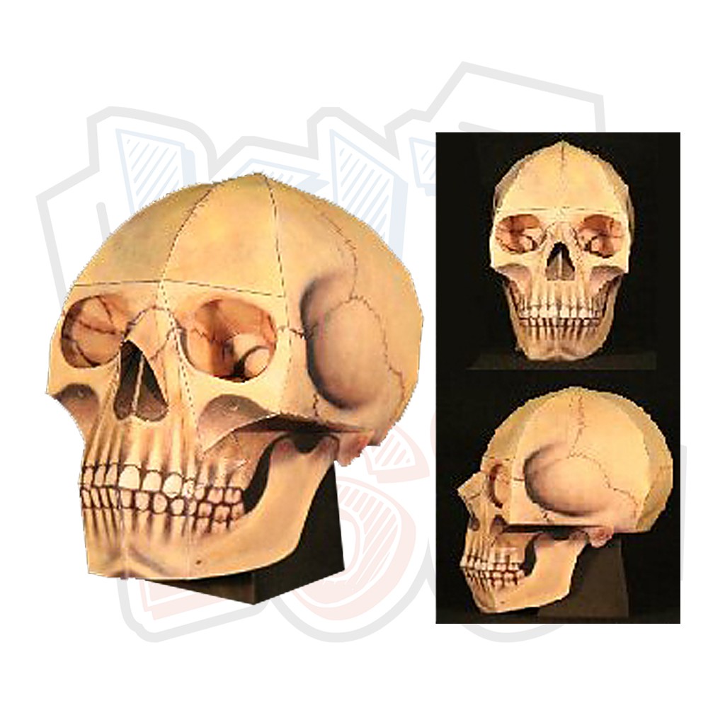 Mô hình giấy đầu lâu Halloween The Human Skull