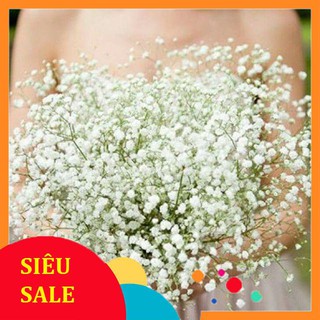 100 Hạt giống Hoa Baby Trắng (Tặng Gói Kích Nẩy Mầm Và Hướng Dẫn) VIETPHAT