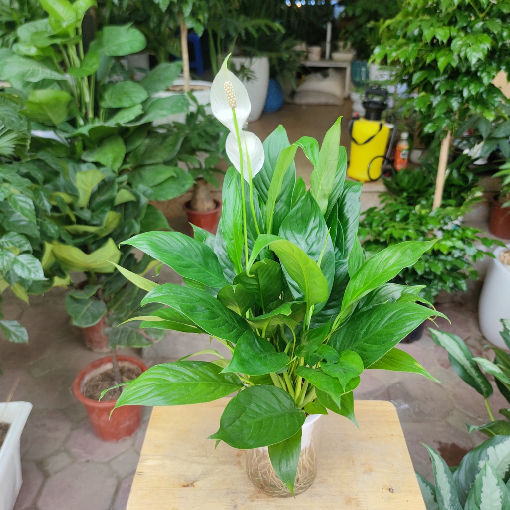 Cây lan ý thủy sinh bụi lớn nhiều nụ cao 30-35cm kèm chậu thủy tinh ,cây trang trí nội thất lọc không khí