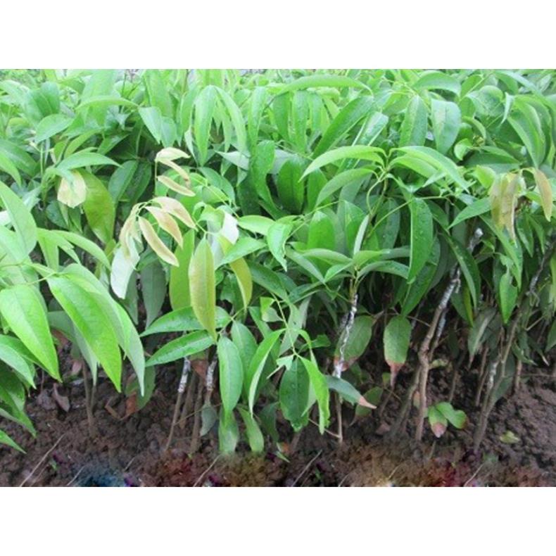 Cây Giống Vải Thiều Hạt Siêu Bé Cùi Siêu Dày .