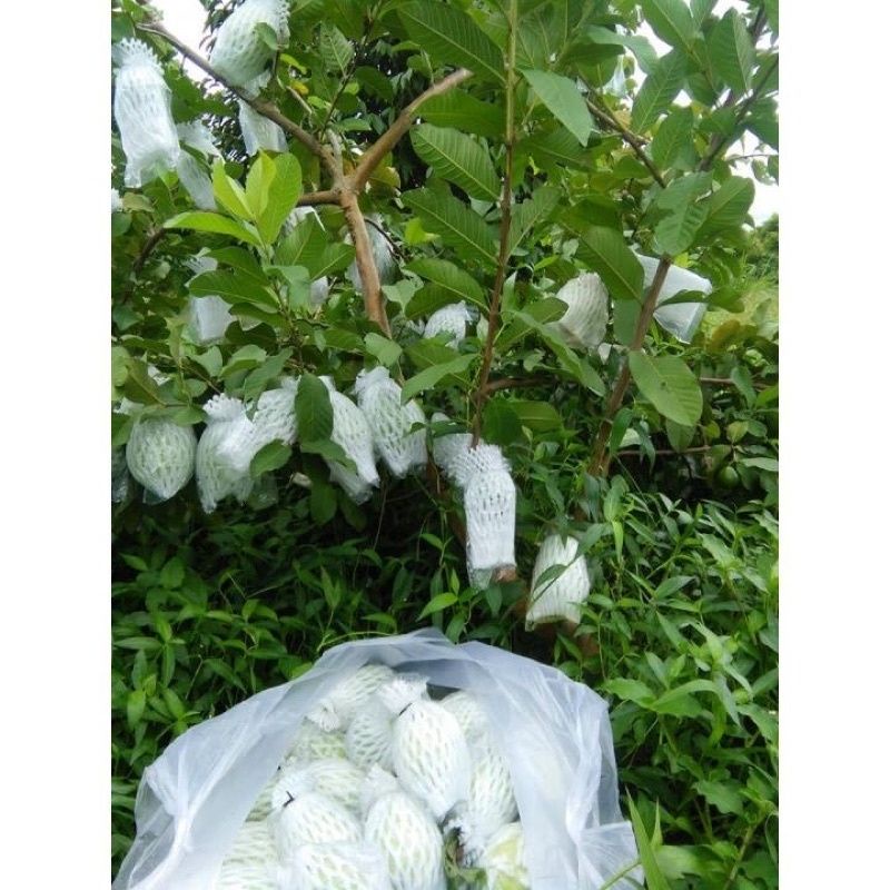30 chiếc bọc ổi