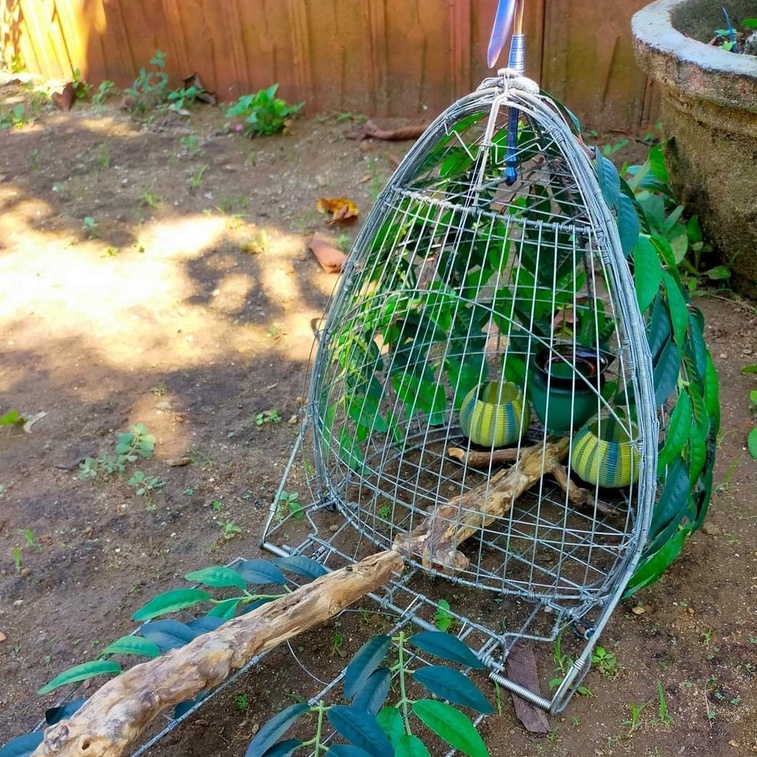 Khoáng Chất Cho Chim Cu Gáy