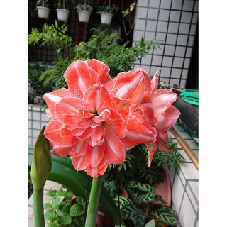 Lan huệ Sunshine Nymph(Amaryllis)