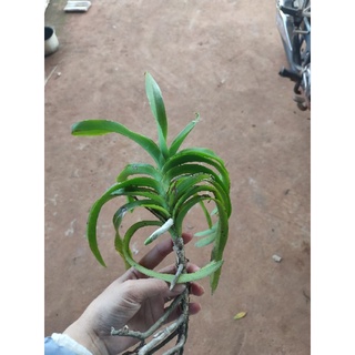 1 cây vanda nâu rừng