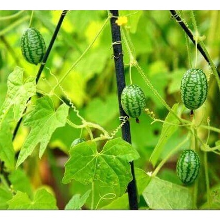 Hạt giống Dưa Hấu Mini 10 Hạt TẶNG KÈM KÍCH MẦM NHANH