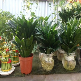 chậu phát tài nhật thủy sinh