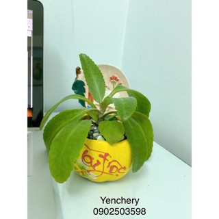 🌴chậu sống đời mini tặng chậu sứ + soải (giống hình )