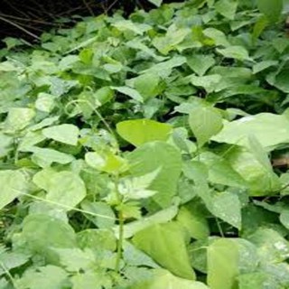 CÂY RAU BÒ KHAI GIỐNG