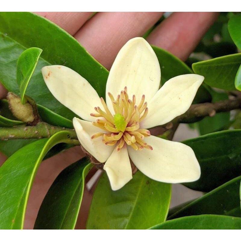 Hoa Lan tiêu thơm nức mũi