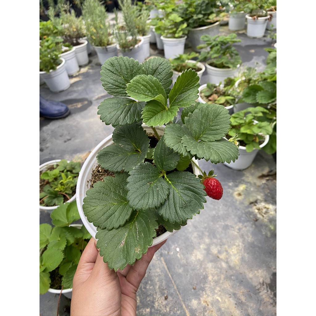 CÂY DÂU TÂY GIỐNG KHOẺ, SIÊU NỤ, TRÁI NGỌT THƠM