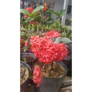 Com bo 5 cây mẫu đơn mỹ hồng giống