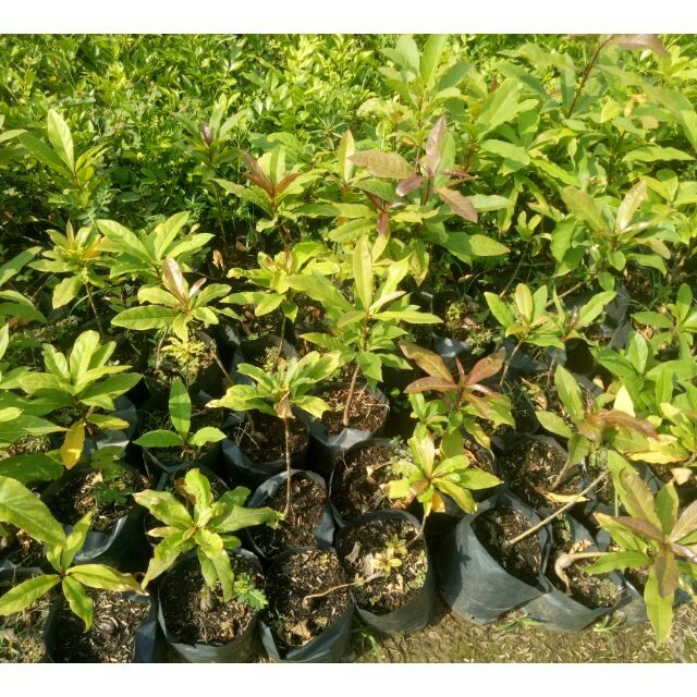 Cây lộc vừng