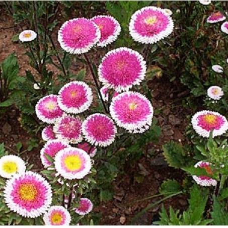 HẠT GIỐNG HOA CÚC NHẬT POMPOM Painted Daisy, 100+ Seeds, Beautiful Mulit Colours Blooms.