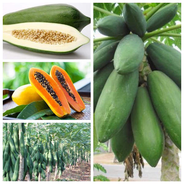 Hạt giống đu đủ siêu ngọt Thái Lan - gói tầm 120 hạt