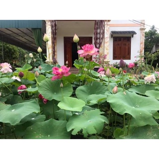 Đoá hoa của tình yêu, Sen Đỏ Drop