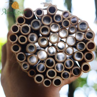 Ống hút tre Jungle Straws Bamboo