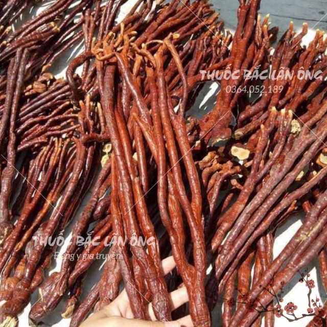 Nấm Linh Chi Sừng Hươu 100g