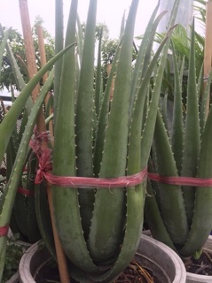 Cây Nha Đam giống Mỹ ( cây trưởng thành )