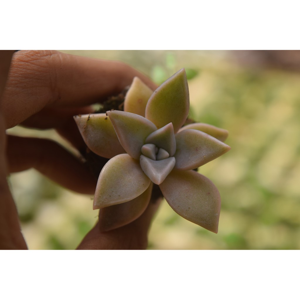 sen đá đá hồng mini 2-4cm