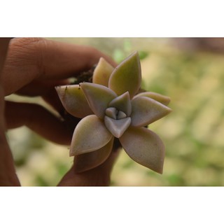 Sen đá đá hồng mini 2-4cm